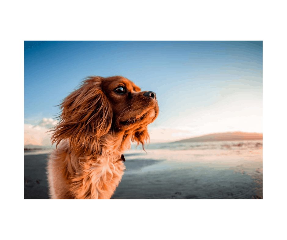 taurine foods for dogs